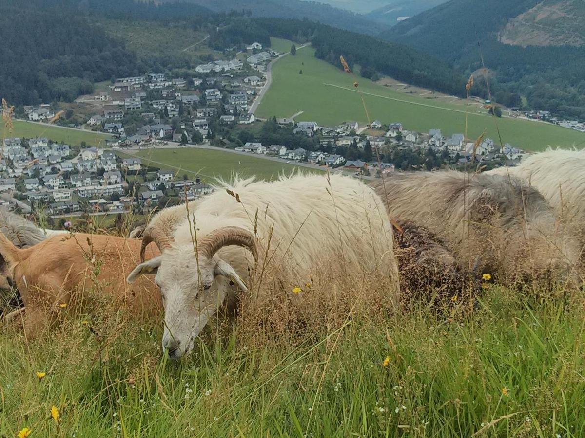 Ferienwohnung Mohnwiese Und Blumenwiese Willingen  Exterior foto